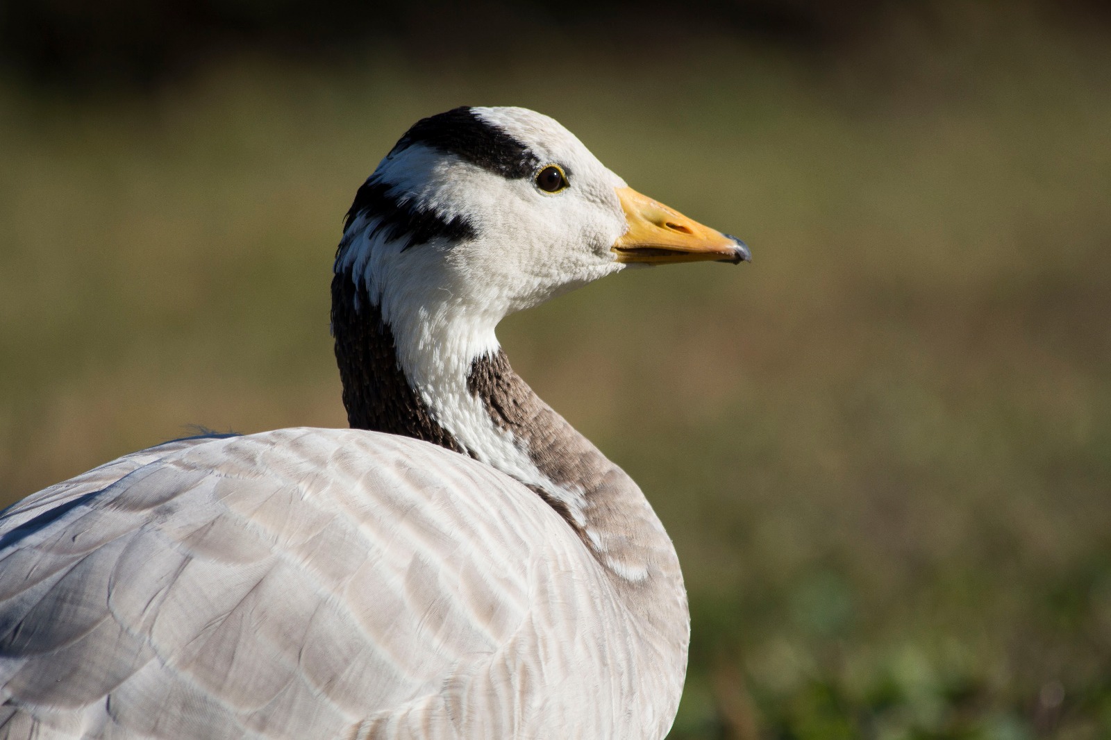 www.wwt.org.uk