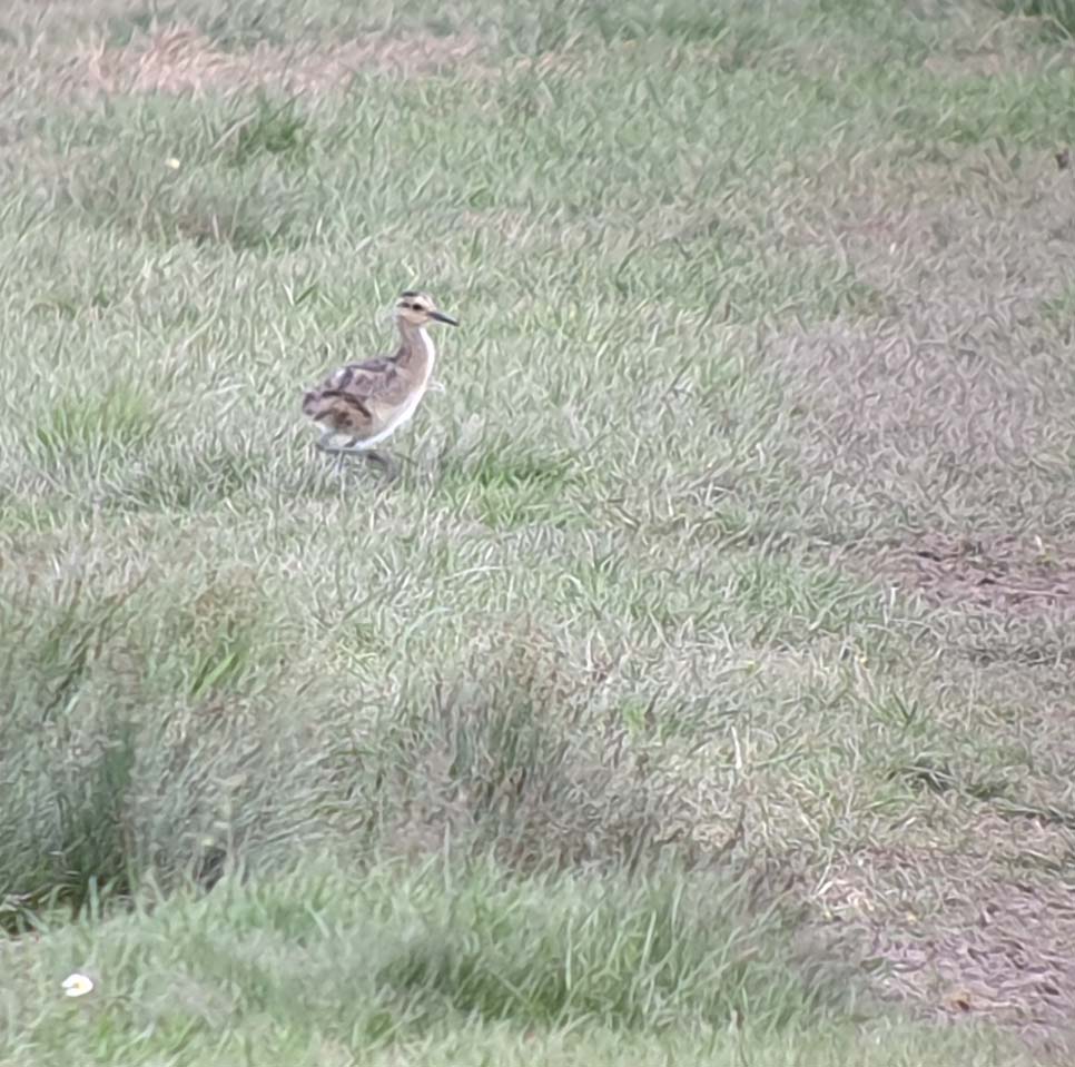 Curlew hope and other news