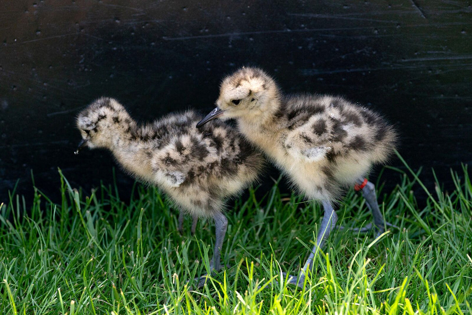 Bird on the brink receives boost after bumper baby arrival 