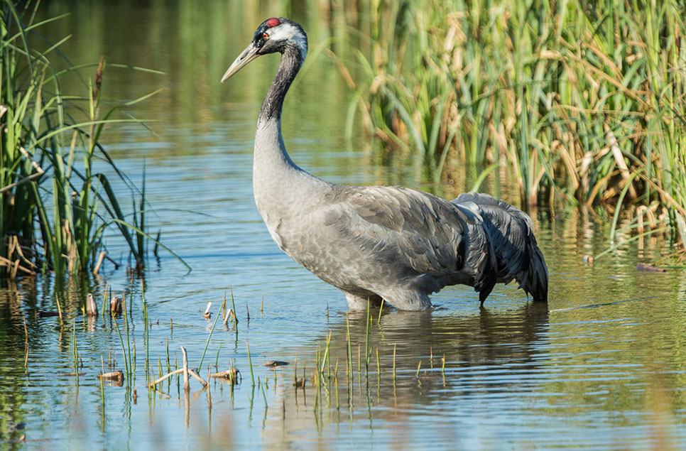 Make a Crane!