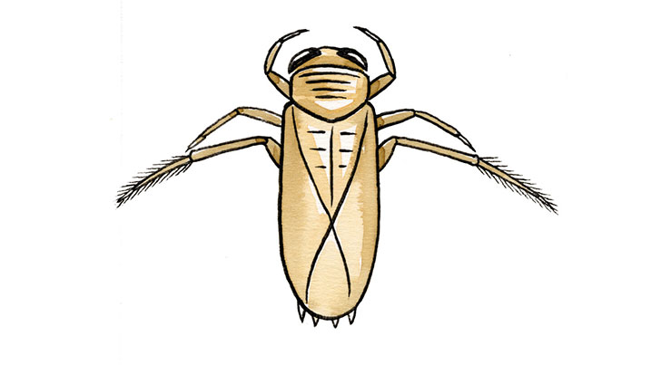 Lesser water boatman