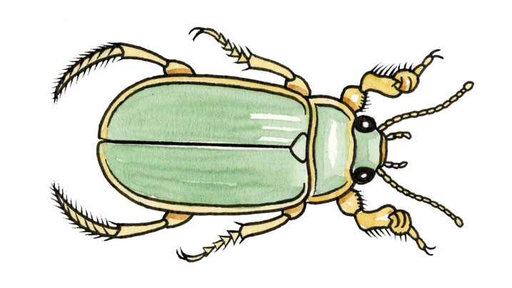 Diving beetle