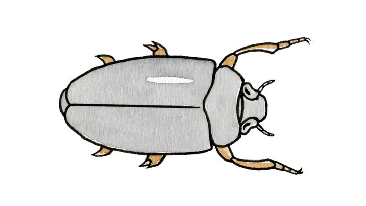 Whirligig beetle