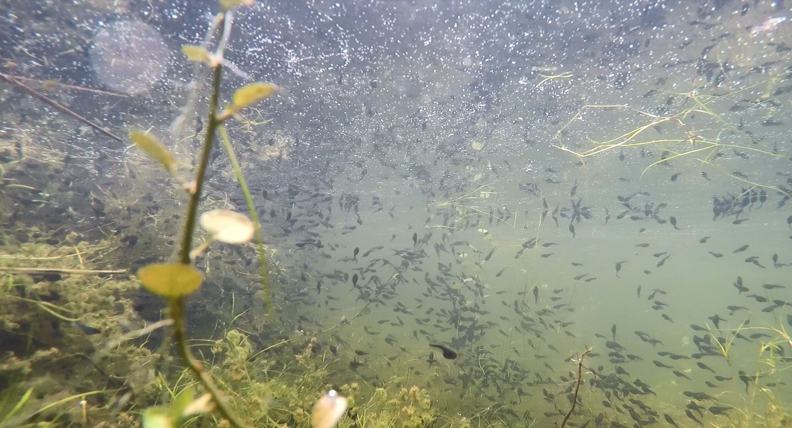 Who lives in a pond?