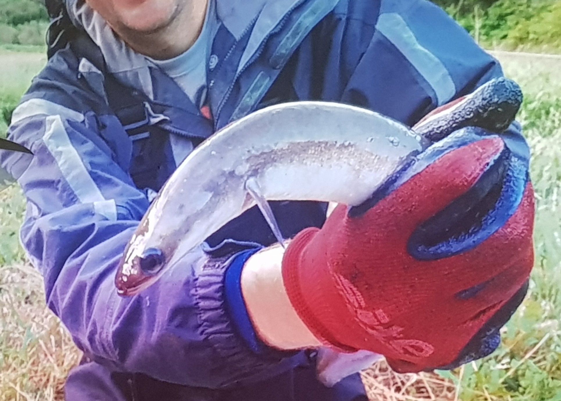 View: The European Eel Talk with Andrew Kerr