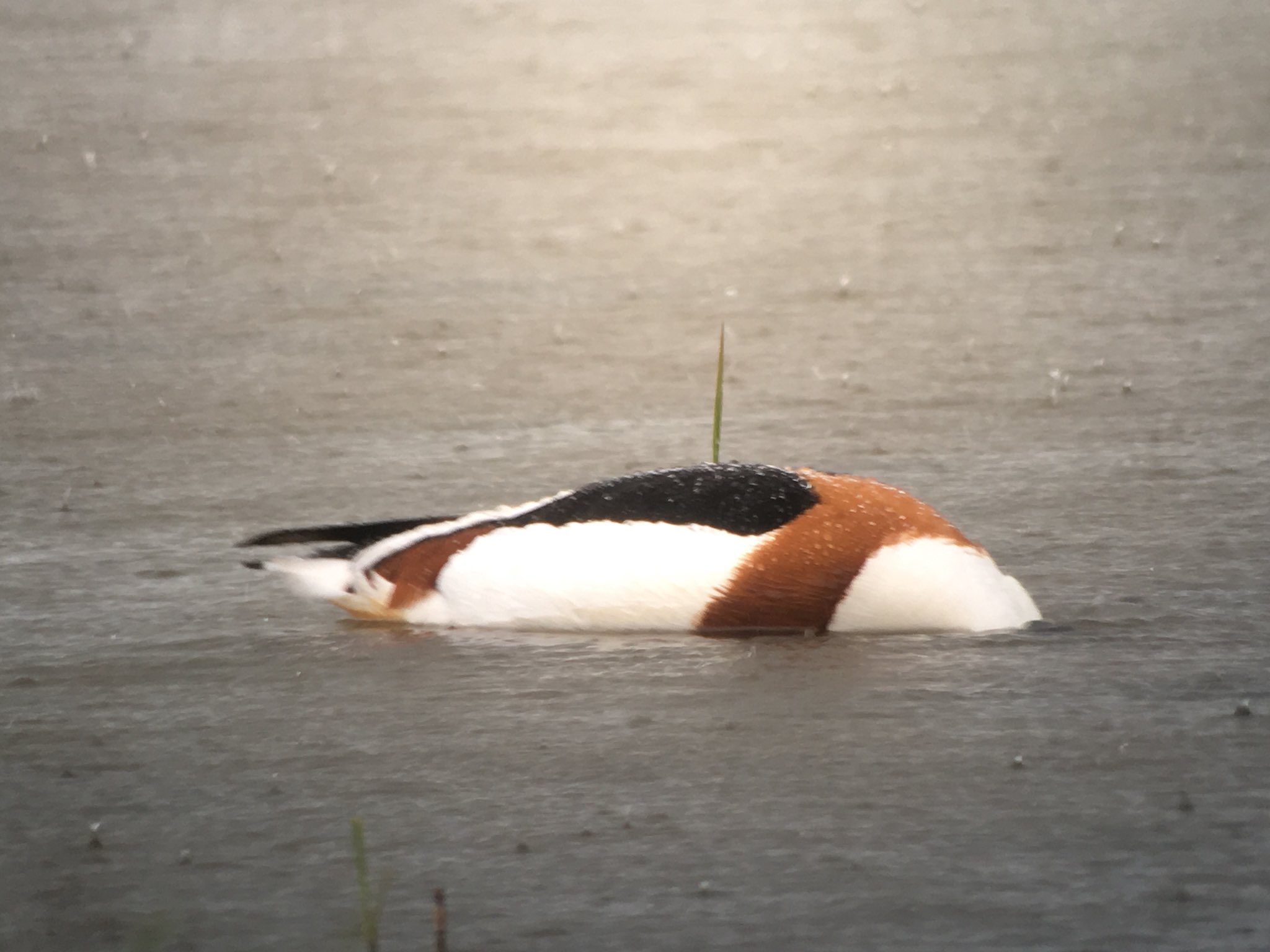 Great weather for ducks