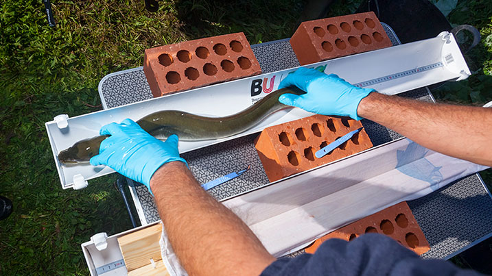 Measuring a European eel 