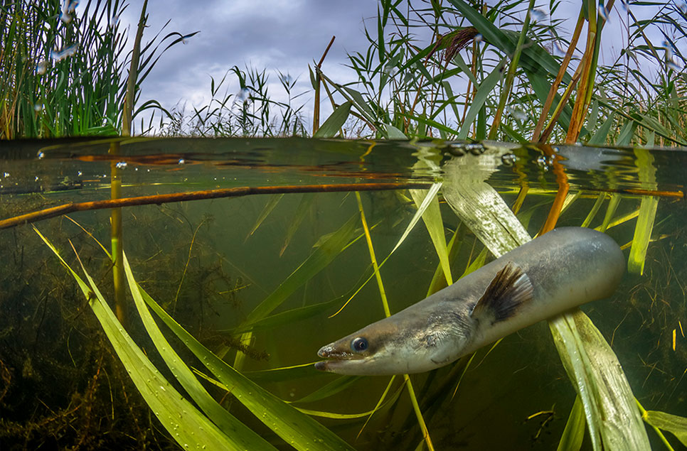 Why the once common European eel is now Critically Endangered (and what can be done about it)