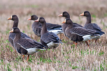 Greenland white-fronted geese monitoring