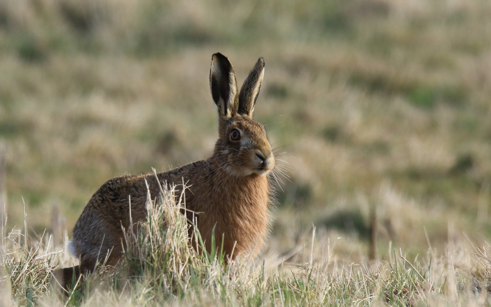 View: Hare walk