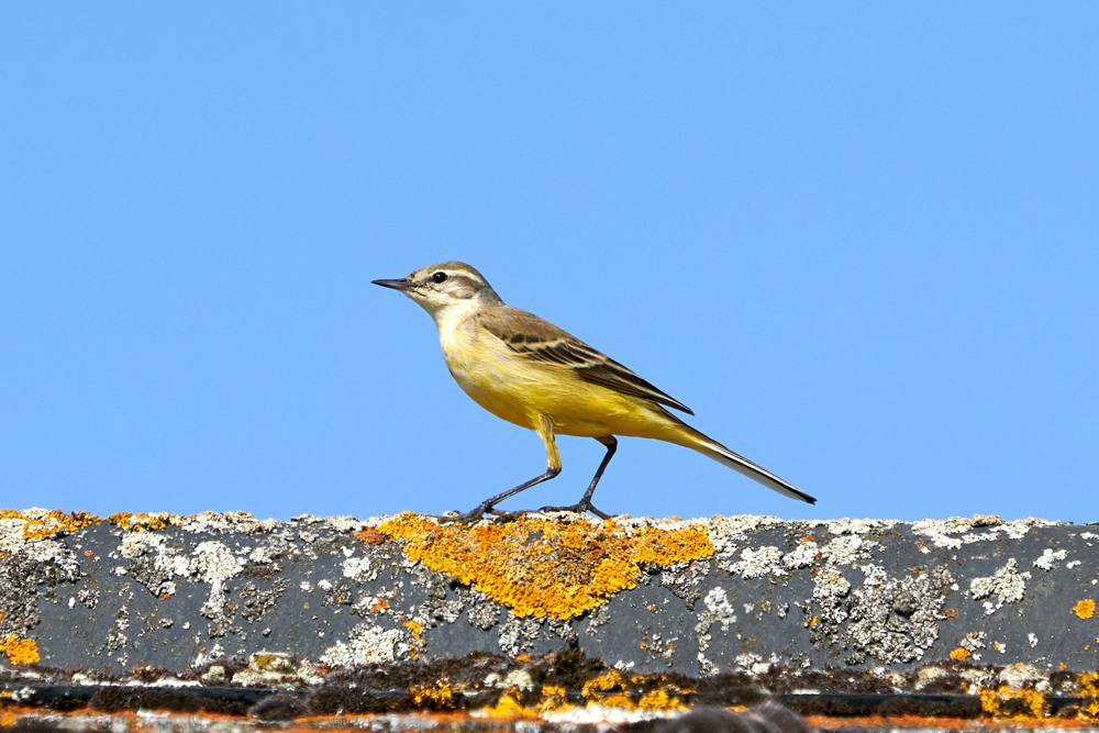 Welney sightings - 30/05/2021