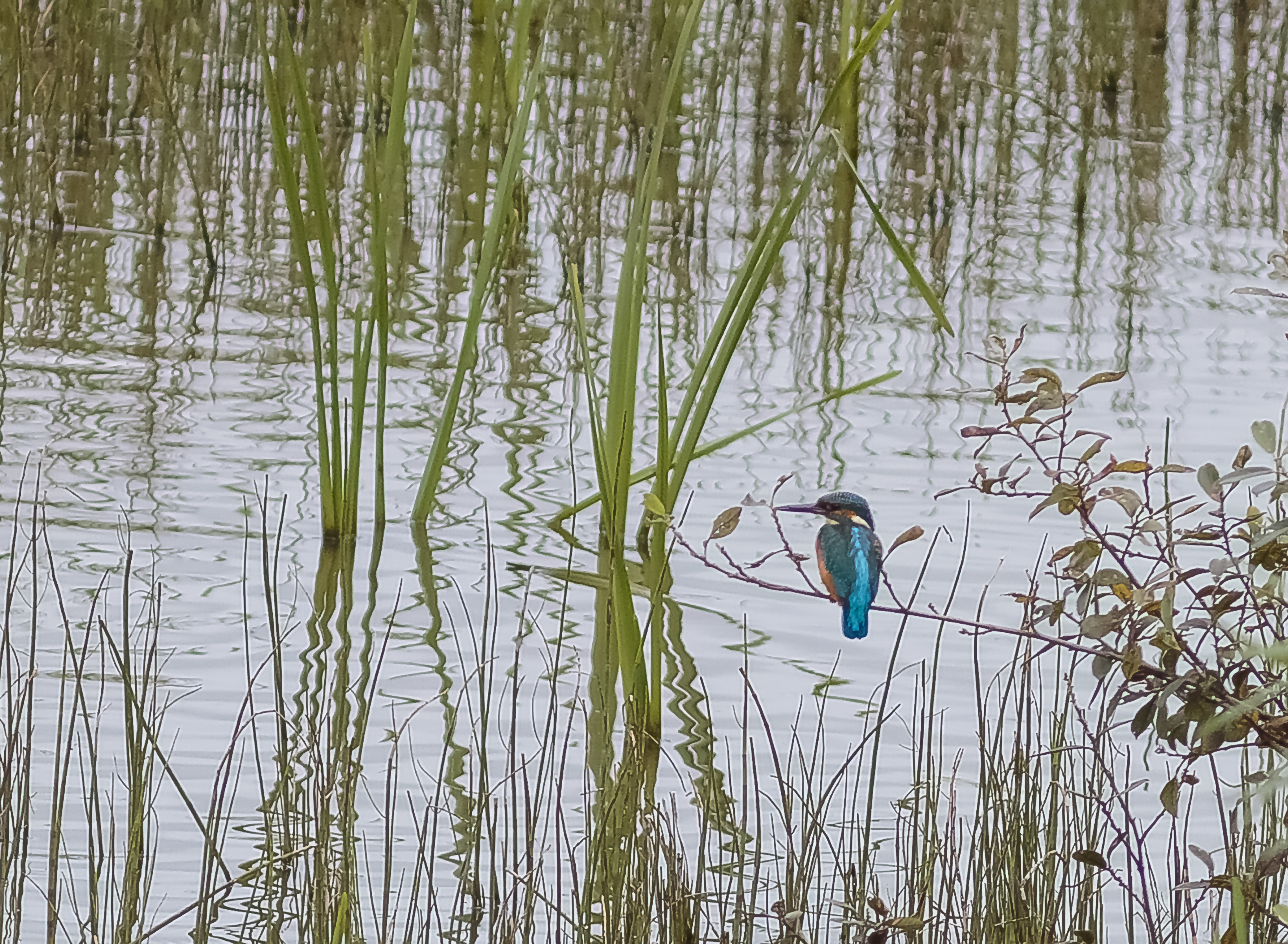 Kingfisher Sighted