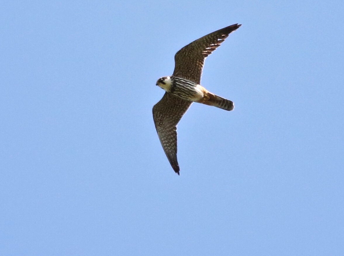 Latest Sightings