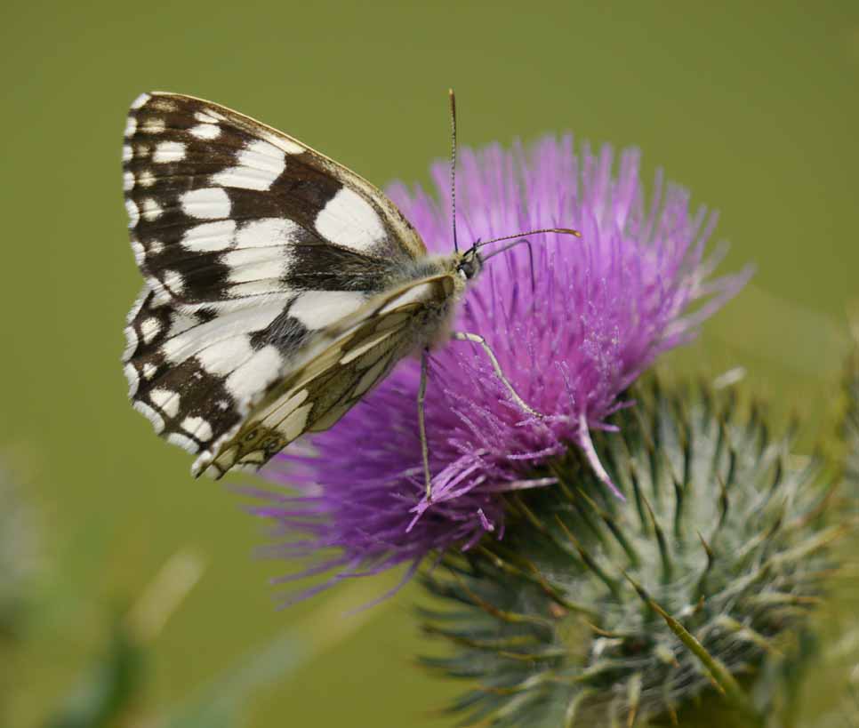 July WeBS (Wetland Bird Survey) count