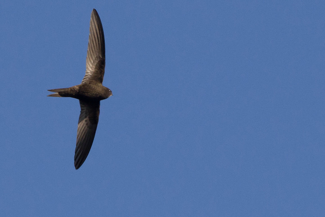 Wildlife Sightings for 8th May 2026