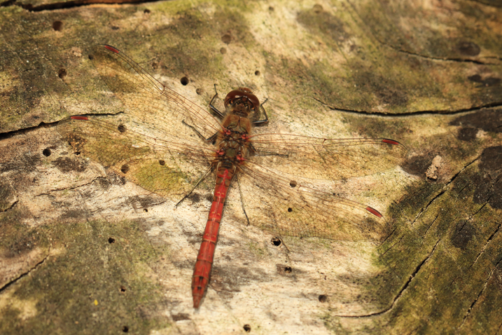 Ruddy darter dragonfly perched on a piece of wood