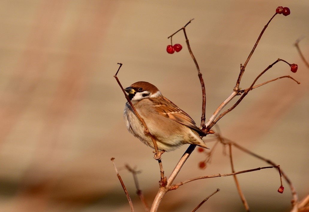 WE-JR-Tree sparrow 08.12.17.jpg