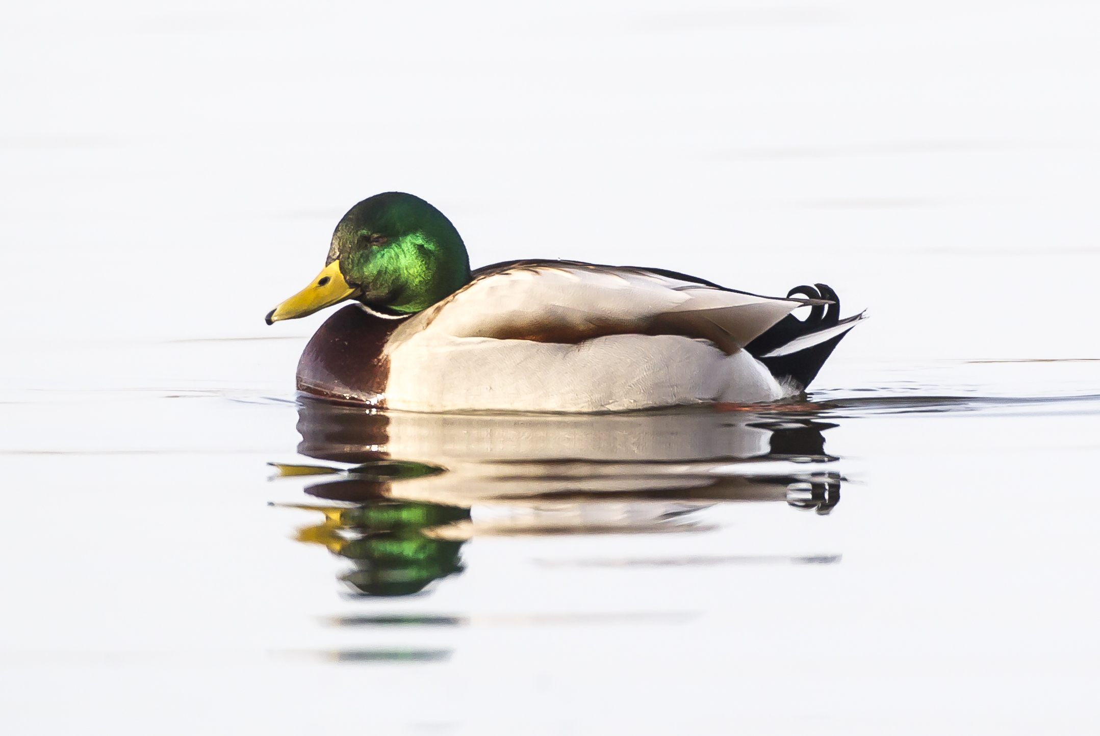 Welney sightings - 21/11/2025