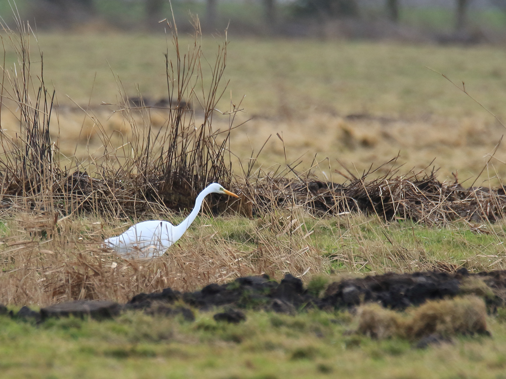 Welney sightings - 21/03/2024