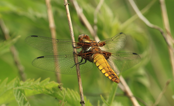 Borad-bodied chaser dragonfly perched on a stick