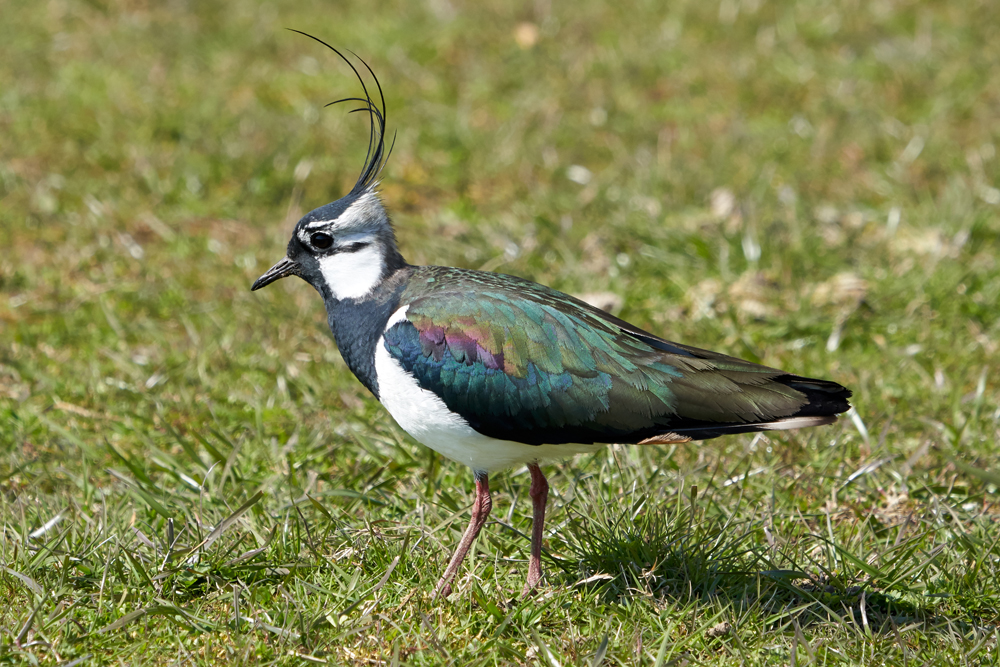 Welney sightings - 29/04/2023