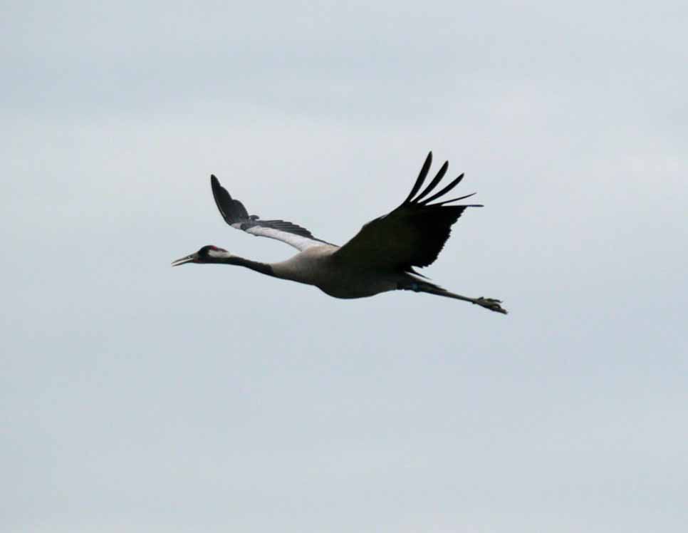 Post breeding waders arriving to moult