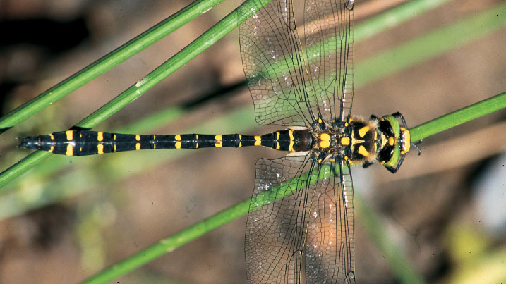 Dragonfly wings have an extremely complex veination