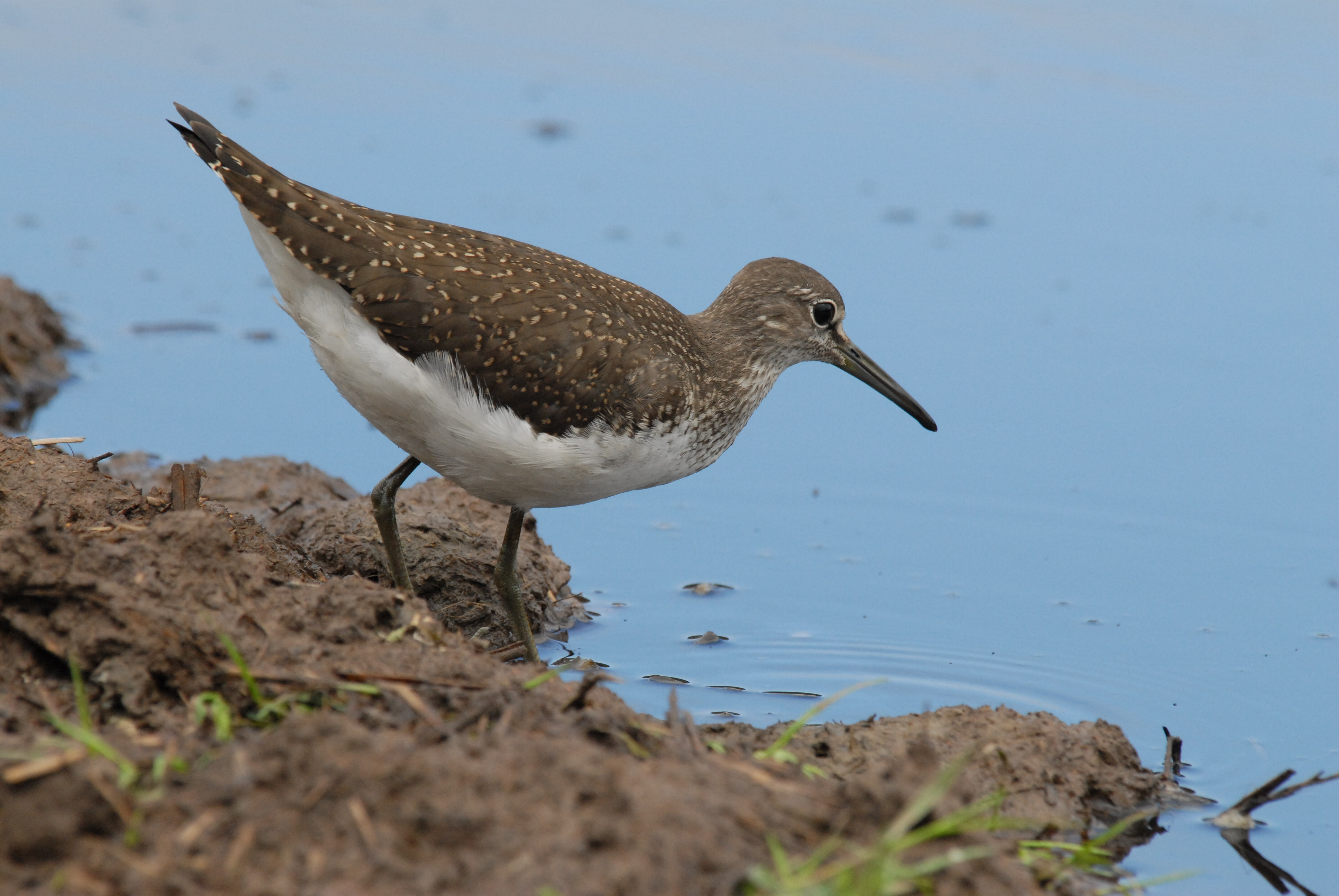 A few more Green Sandpiper