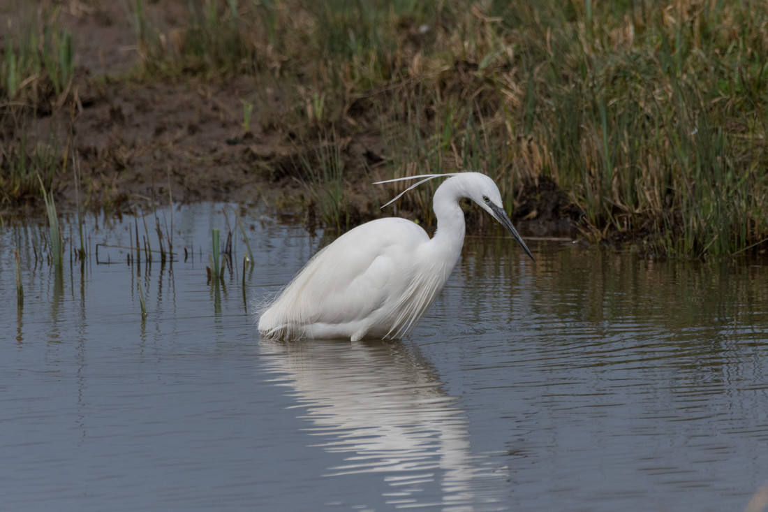 Wildlife Sightings for 3rd April 2024