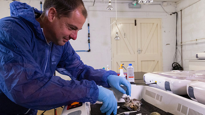 Mark Roberts and a newly hatched headstarted chick