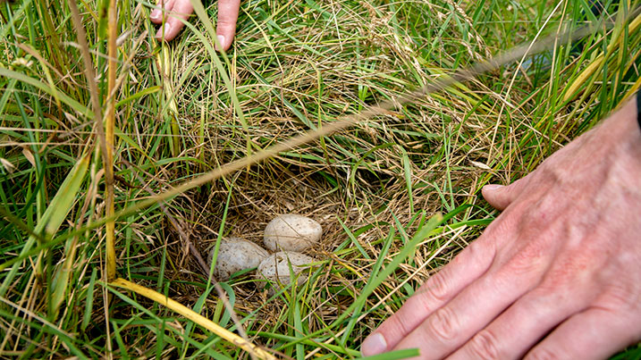 We successfully found and retrieved curlew eggs from MOD airfields