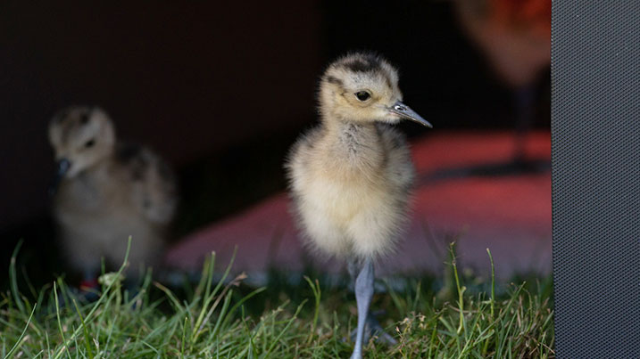Curlew chicks are struggling to survive into adulthood in the wild