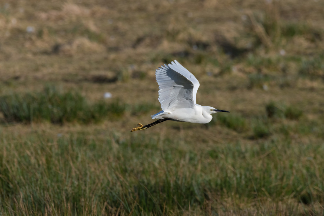 Wildlife Sightings for 30th June 2024