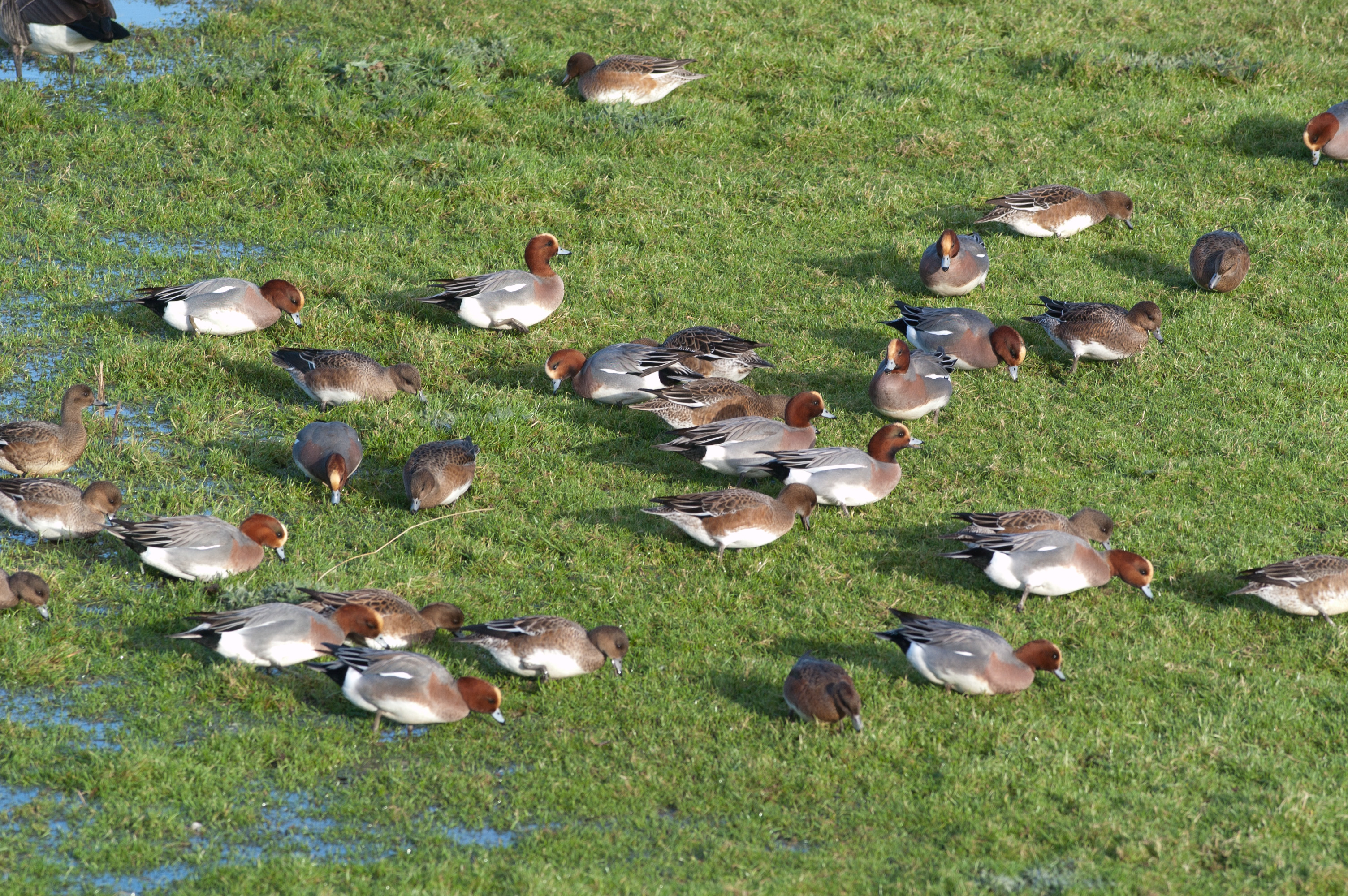 Wildlife Sightings for 3rd December 2025