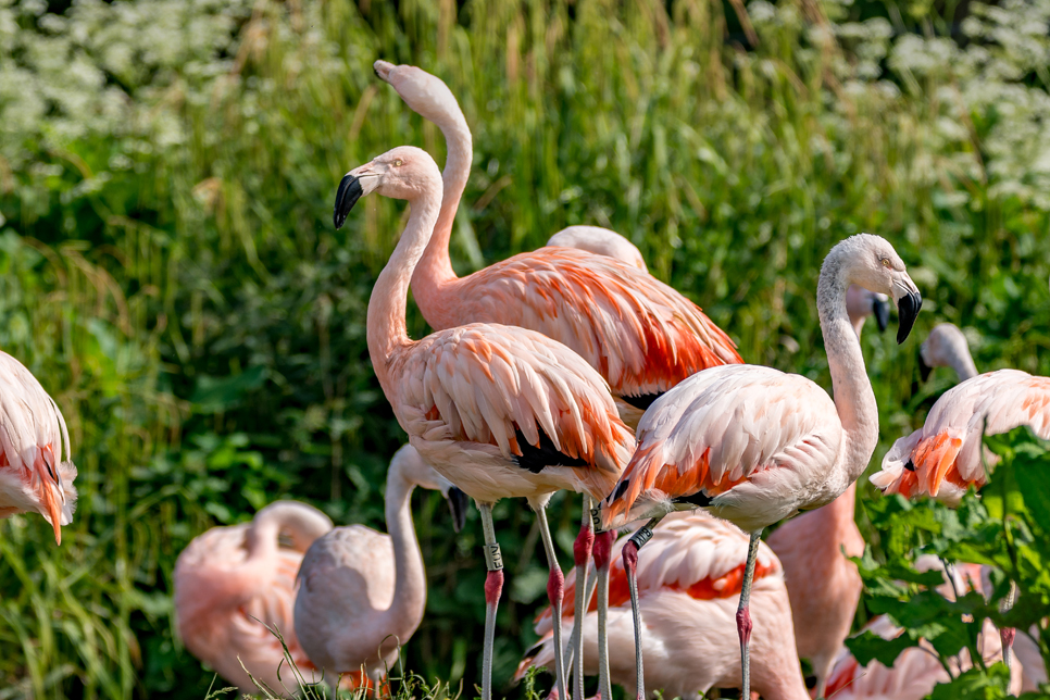 View: Daily flamingo talks