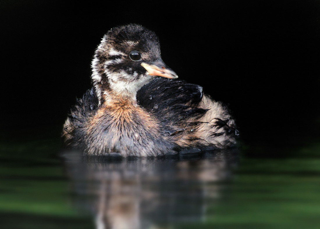 Wildlife Sightings for 24th January 2025