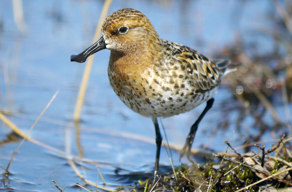 Spoon-billed sandpiper on the red list