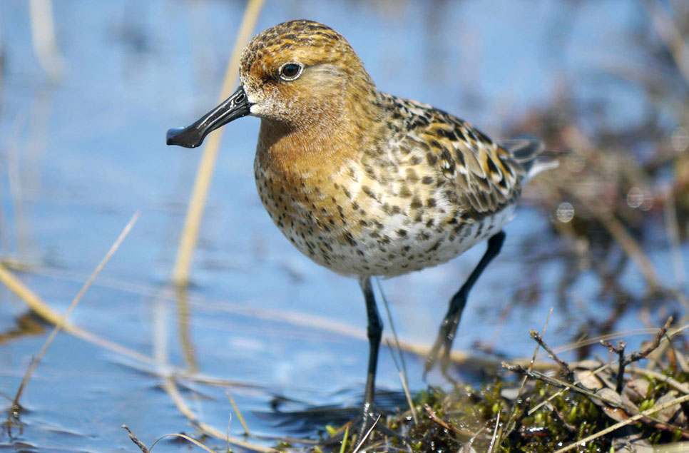 What is the IUCN Red List, and how is it used to track biodiversity loss?