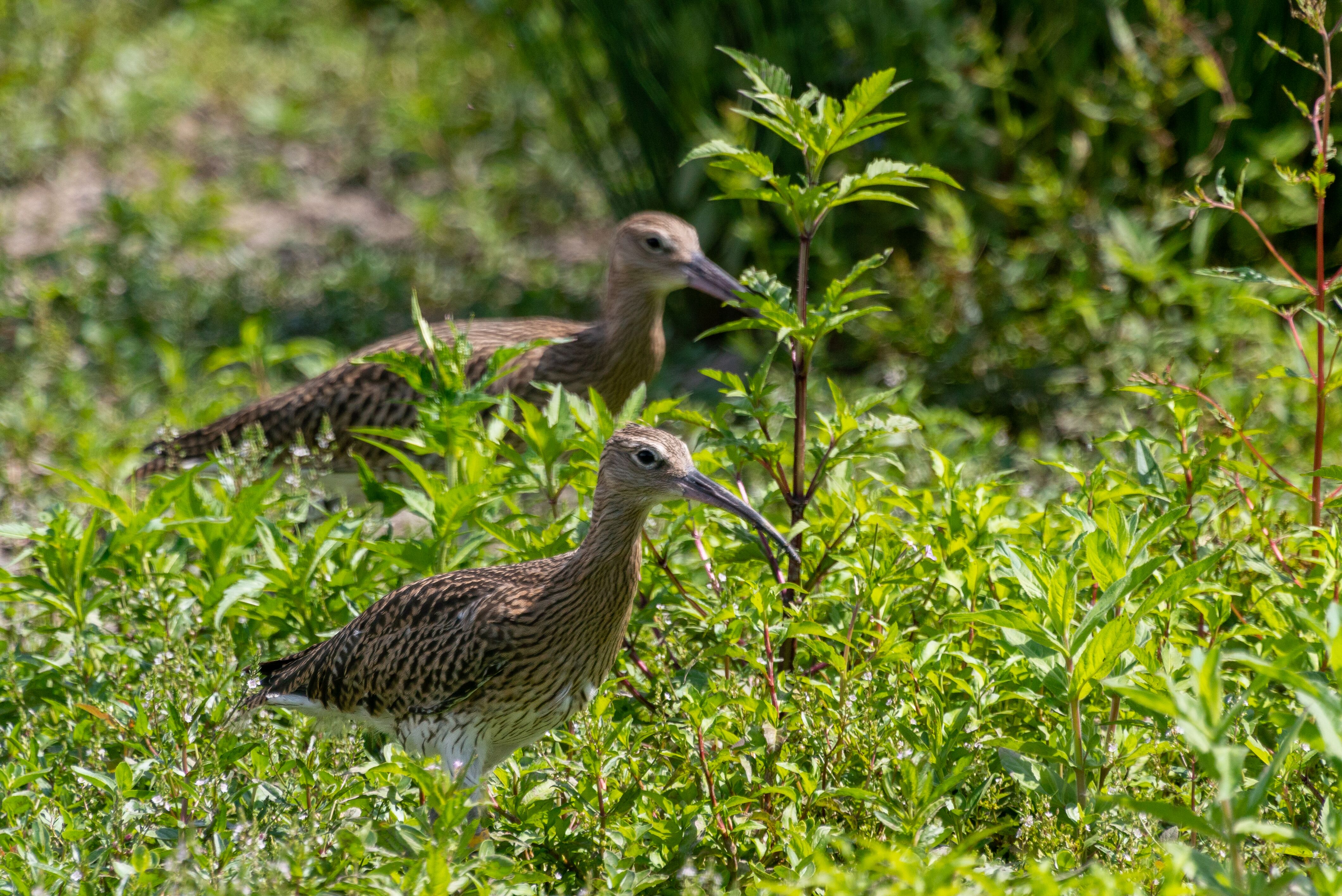 Hand-reared curlews to the rescue as wild release continues fight for species 