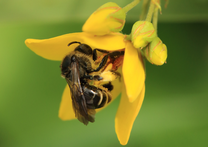 Yellow loosestrife bee