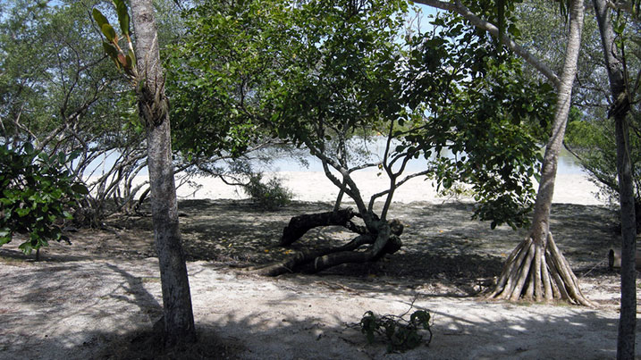 Mangrove trees on beach on Olanga Island Wildlife Sanctuary