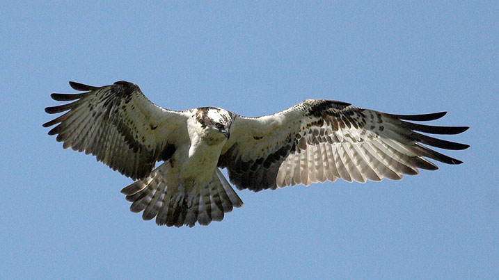 Osprey overwinter in the wet mangroves of Gambia, Mauritania and Senegal