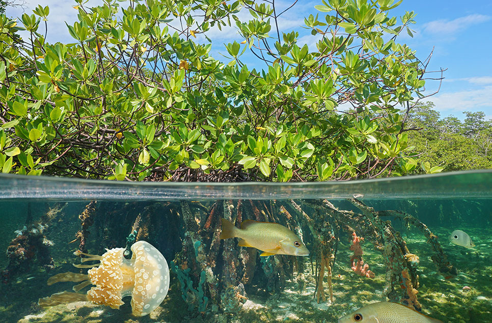 Mangroves: The incredible salt-water wetland forests