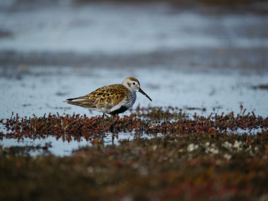 Wildlife Sightings for 29th March 2024