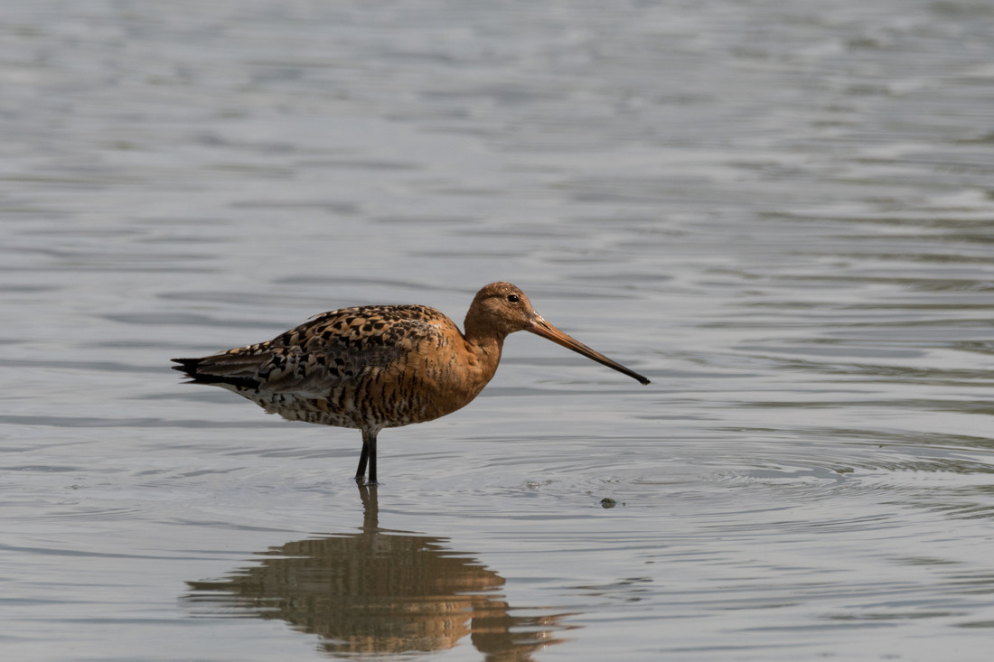 Wildlife Sightings for 5th July 2024