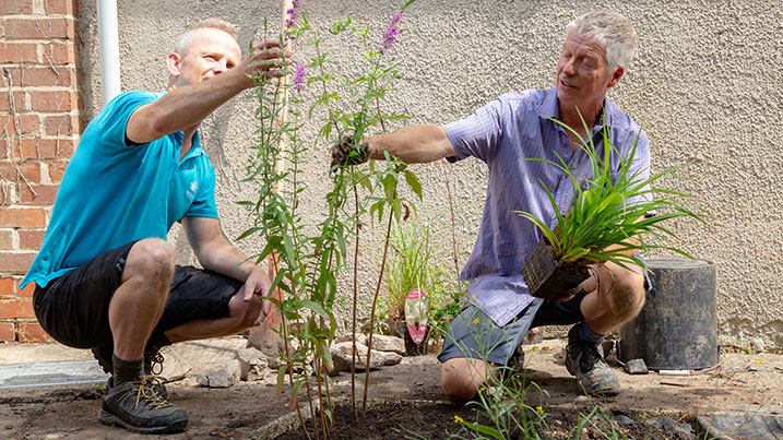 choosing plants for a bog garden