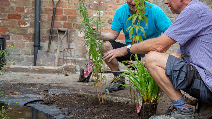 Creating a bog garden