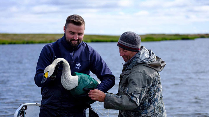 There are many complex reasons why people in the Russian Arctic might hunt Bewick's swans