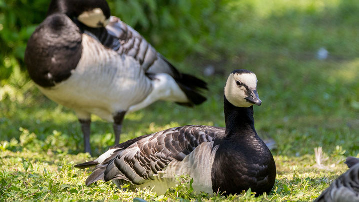 Why do barnacle geese jump off cliffs? | Barnacle goose facts