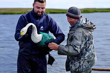 Swan Champions of the Russian Arctic
